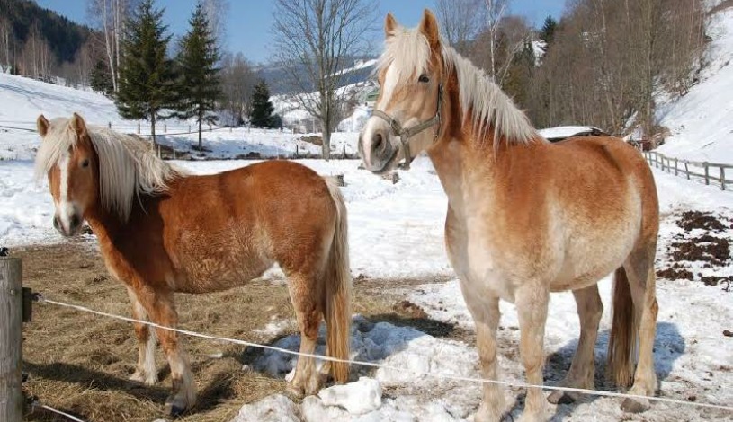 Penzion Piana Pec pod Sněžkou